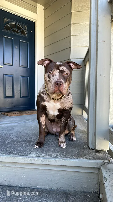 Coco – American Bully puppy for sale in Sacramento, CA