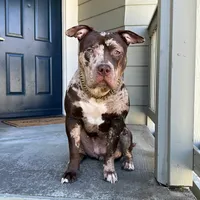 Coco, a female American Bully for sale in Sacramento, CA – Photo 1 of 8