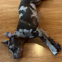 Coco, a female American Bully for sale in Sacramento, CA – Photo 4 of 8