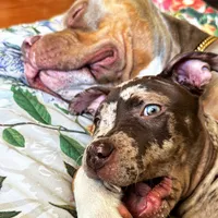 Coco, a female American Bully for sale in Sacramento, CA – Photo 5 of 8