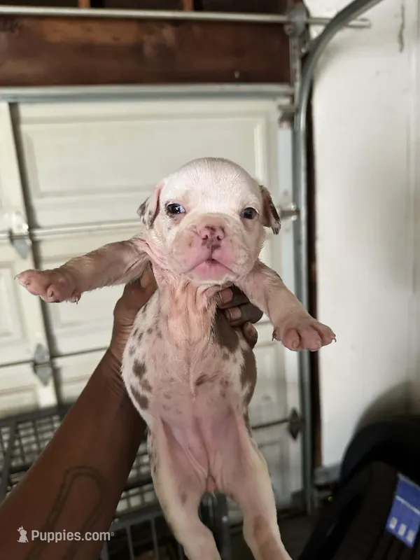 ABKC-Pocket Female – American Bully puppy for sale in Los Angeles, CA