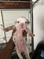 ABKC-Pocket Female, a female American Bully for sale in Los Angeles, CA – 1 of 6