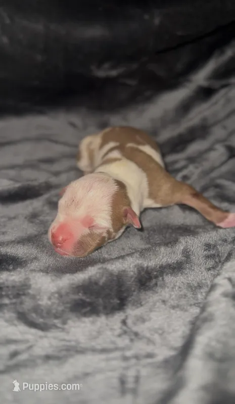 Coco4 – American Bully puppy for sale in Sacramento, CA