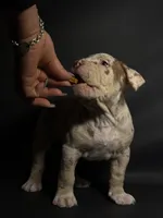 Lilac Merle Male, a male American Bully for sale in San Antonio, TX – 4 of 10