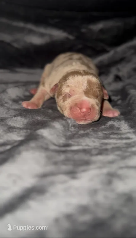 Coco1 – American Bully puppy for sale in Sacramento, CA