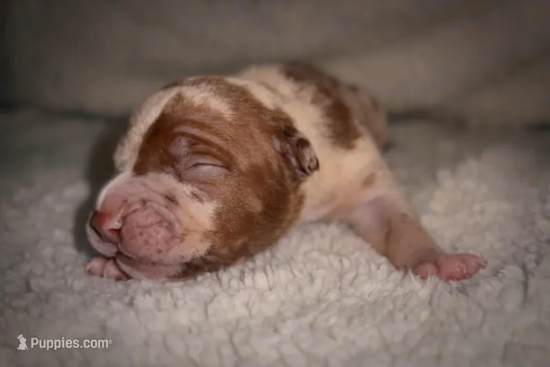 Coco1 – American Bully puppy for sale in Sacramento, CA