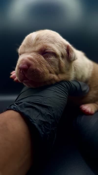 ABKC Female Chocolate Merle Tri, a female American Bully for sale in Sacramento, CA – 3 of 4