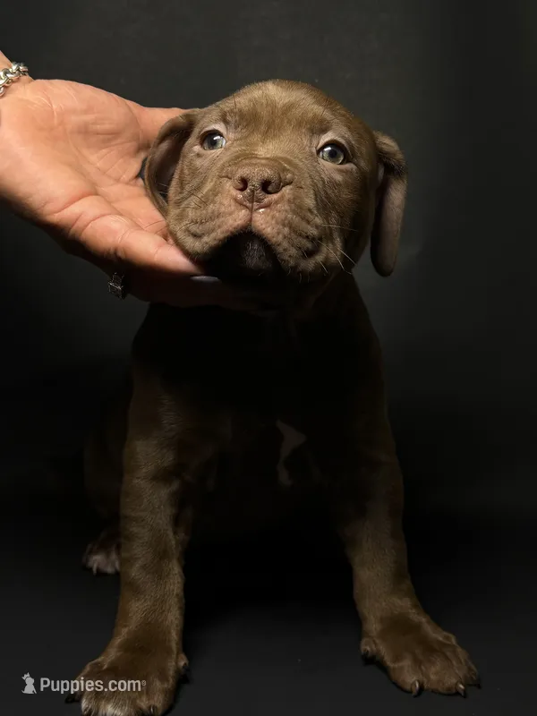 ABKC Chocolate Girl – American Bully puppy for sale in Los Angeles, CA