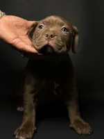 ABKC Chocolate Girl, a female American Bully for sale in Los Angeles, CA – 1 of 4