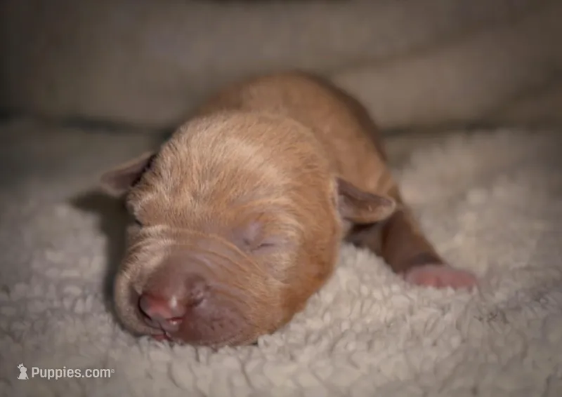Female Lilac – American Bully puppy for sale in Sacramento, CA