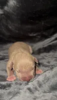 Female Lilac, a female American Bully for sale in Sacramento, CA – 2 of 2