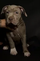 XL ABKC Lilac Female, a female American Bully for sale in Los Angeles, CA – 4 of 9