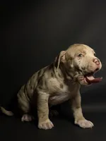 Lilac Merle Male, a male American Bully for sale in San Antonio, TX – 7 of 10