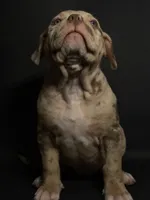 Lilac Merle Female, a female American Bully for sale in Sacramento, CA – 3 of 9