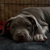 ABKC Lilac Female- pet only price available, a female American Bully for sale in Los Angeles, CA – 3 of 7