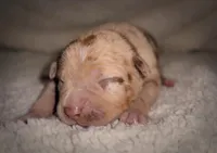 Female Chocolate Merle Tri, a female American Bully for sale in Sacramento, CA – 1 of 2