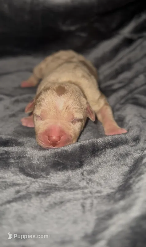 Coco3 – American Bully puppy for sale in Sacramento, CA