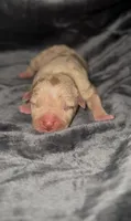 Female Chocolate Merle Tri, a female American Bully for sale in Sacramento, CA – 2 of 2