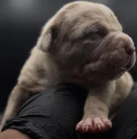 ABKC Female Chocolate Merle Tri, a female American Bully for sale in Sacramento, CA – 2 of 4