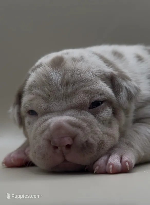 ABKC Female Chocolate Merle Tri – American Bully puppy for sale in Sacramento, CA