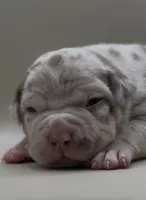 Lilac Merle Tri, a female American Bully for sale in Sacramento, CA – 1 of 5