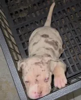 ABKC-Pocket Male, a male American Bully for sale in Los Angeles, CA – 3 of 7