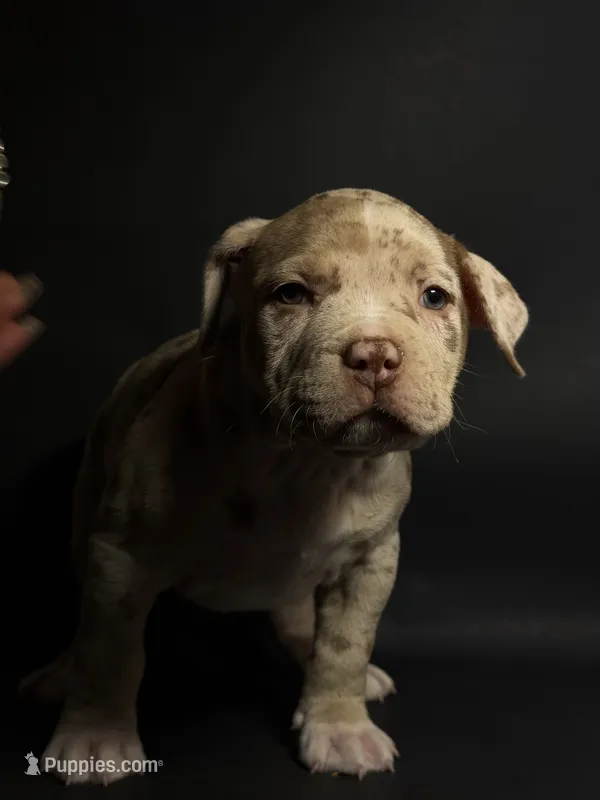 ABKC Lilac Merle Male – American Bully puppy for sale in Los Angeles, CA