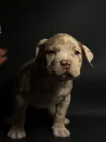 Lilac Merle Male, a male American Bully for sale in San Antonio, TX – 3 of 10