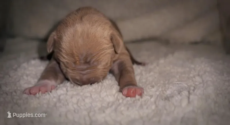 Make Lilac  – American Bully puppy for sale in Sacramento, CA