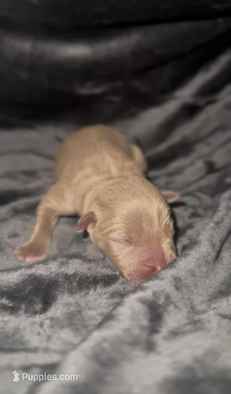 Coco8 – American Bully puppy for sale in Sacramento, CA