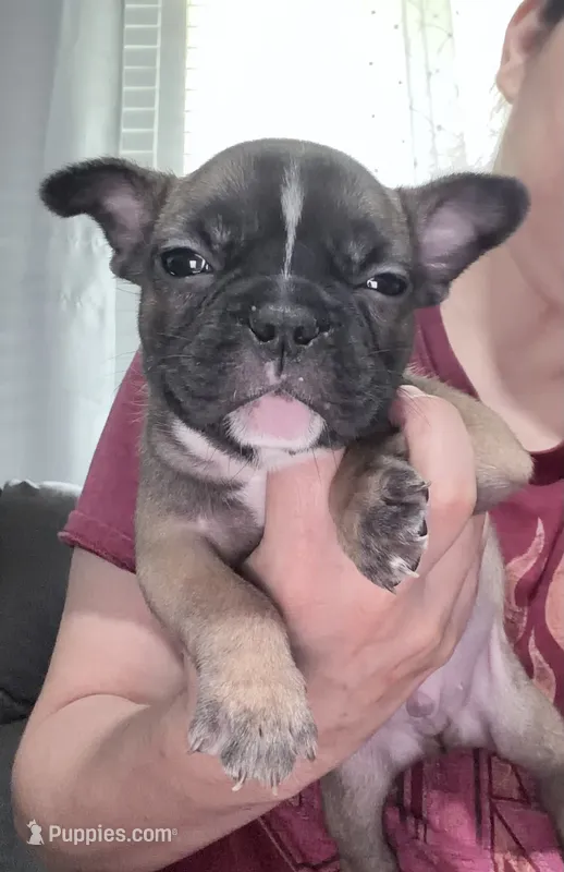 Oso – French Bulldog puppy for sale in Norfolk, VA