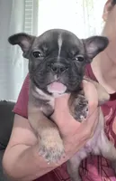 Oso, a male French Bulldog for sale in Norfolk, VA – 1 of 1