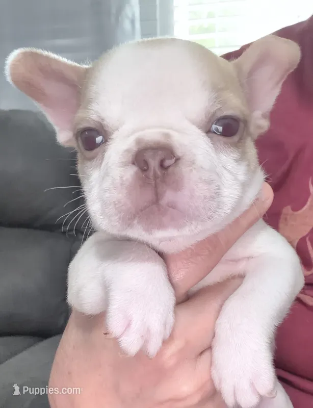 Canelo – French Bulldog puppy for sale in Norfolk, VA