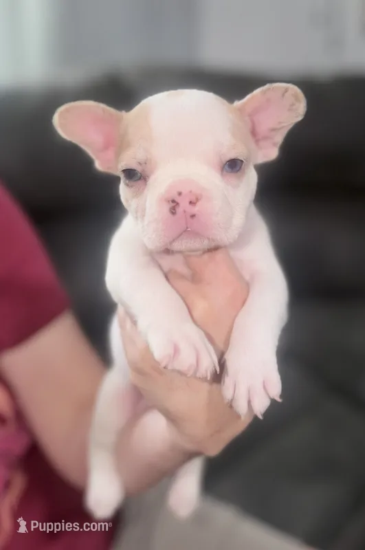 Gringo – French Bulldog puppy for sale in Norfolk, VA