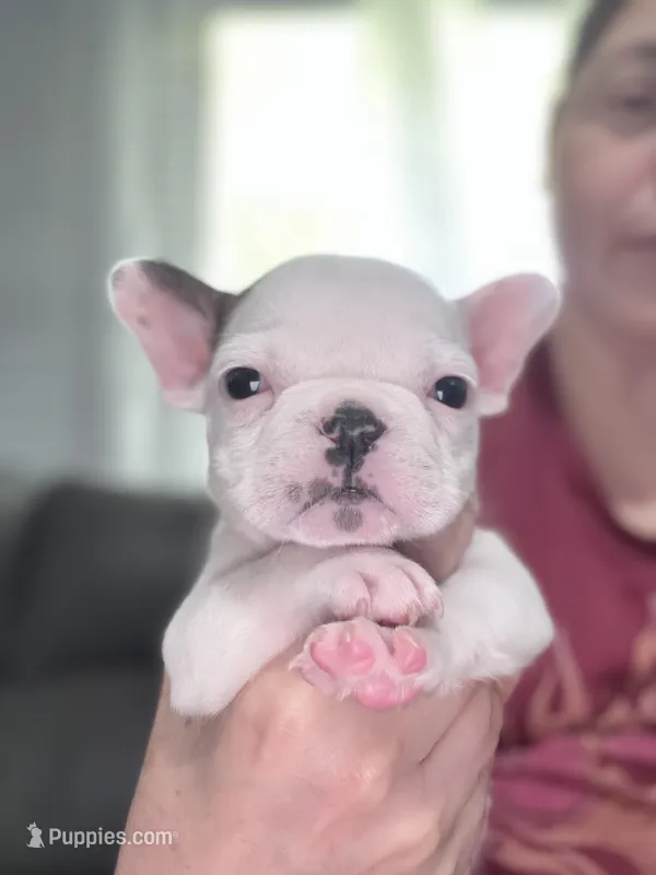 Spot – French Bulldog puppy for sale in Norfolk, VA