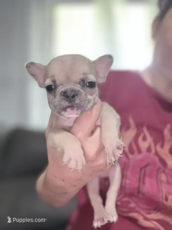 Benito – French Bulldog puppy for sale in Norfolk, VA