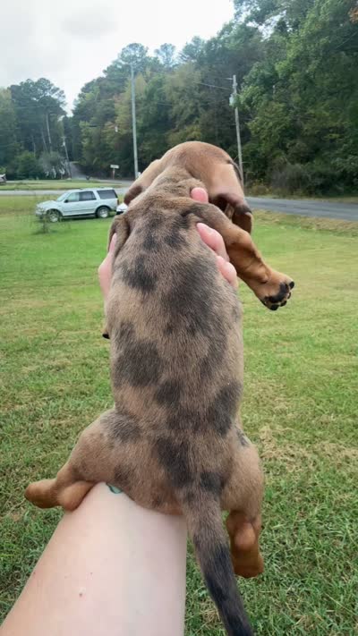 Dapple Boy, a male Miniature Dachshund for sale in Jacksonville, AL – 2 of 2