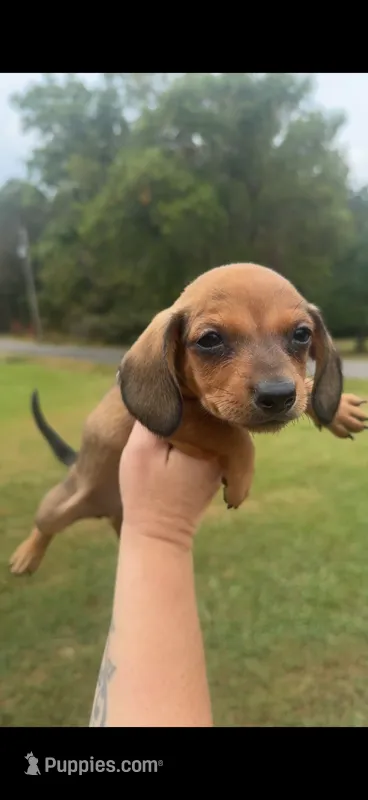 Red boy, a male Miniature Dachshund for sale in Jacksonville, AL – 1 of 2