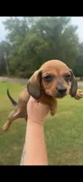 Red boy, a male Miniature Dachshund for sale in Jacksonville, AL – 1 of 2