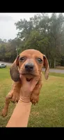 Dapple Boy, a male Miniature Dachshund for sale in Jacksonville, AL – 1 of 2