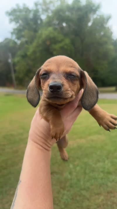 Red boy, a male Miniature Dachshund for sale in Jacksonville, AL – 2 of 2