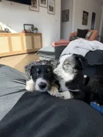 Samson, a male Australian Cattle Dog and Bernese Mountain Dog for sale in Madera, CA – 2 of 3
