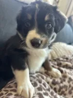 RJ, a male Australian Cattle Dog and Bernese Mountain Dog for sale in Madera, CA – 3 of 5