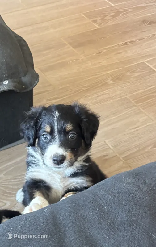 RJ – Australian Cattle Dog, Bernese Mountain Dog puppy for sale in Madera, CA