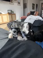 Samson, a male Australian Cattle Dog and Bernese Mountain Dog for sale in Madera, CA – 3 of 3