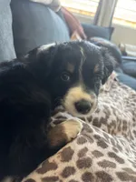RJ, a male Australian Cattle Dog and Bernese Mountain Dog for sale in Madera, CA – 5 of 5