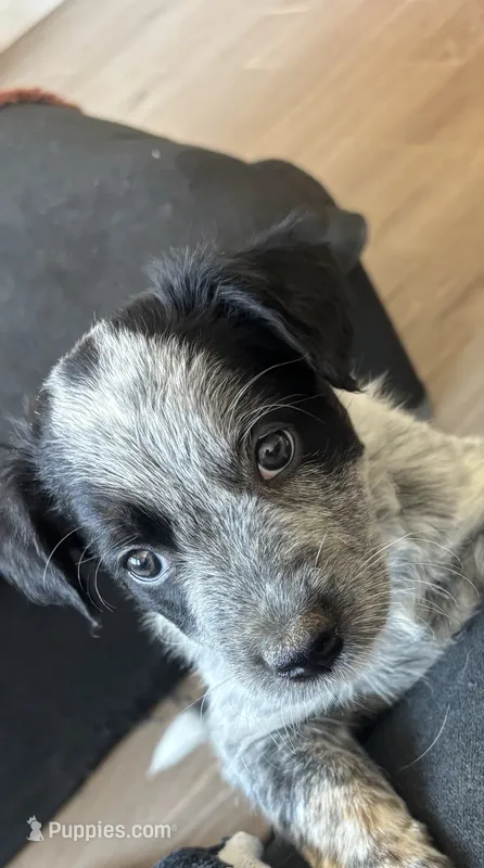 Hank  – Australian Cattle Dog, Bernese Mountain Dog puppy for sale in Madera, CA