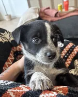 Phoebe , a female Australian Cattle Dog and Bernese Mountain Dog for sale in Madera, CA – 3 of 3