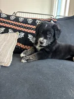 Penny, a female Australian Cattle Dog and Bernese Mountain Dog for sale in Madera, CA – 3 of 7