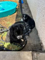 Penny, a female Australian Cattle Dog and Bernese Mountain Dog for sale in Madera, CA – 4 of 7